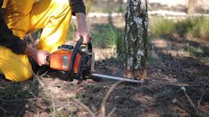 Litchfield, MN Tree Care Company