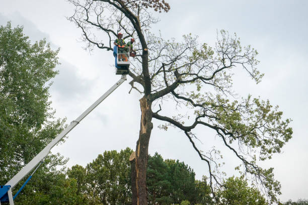 Best Commercial Tree Services  in Litchfield, MN